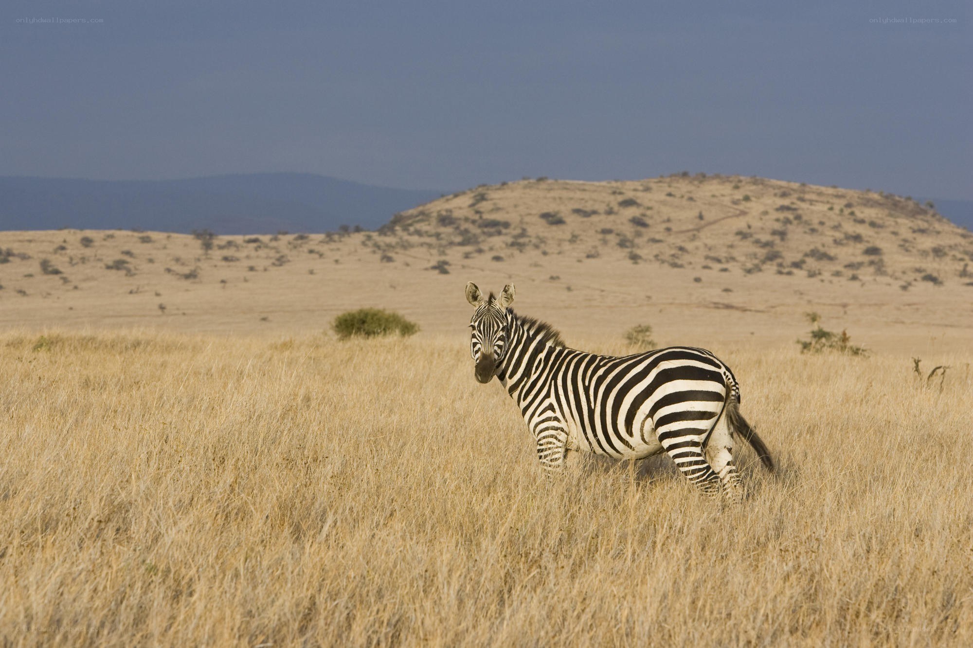 Zebra in the savanna