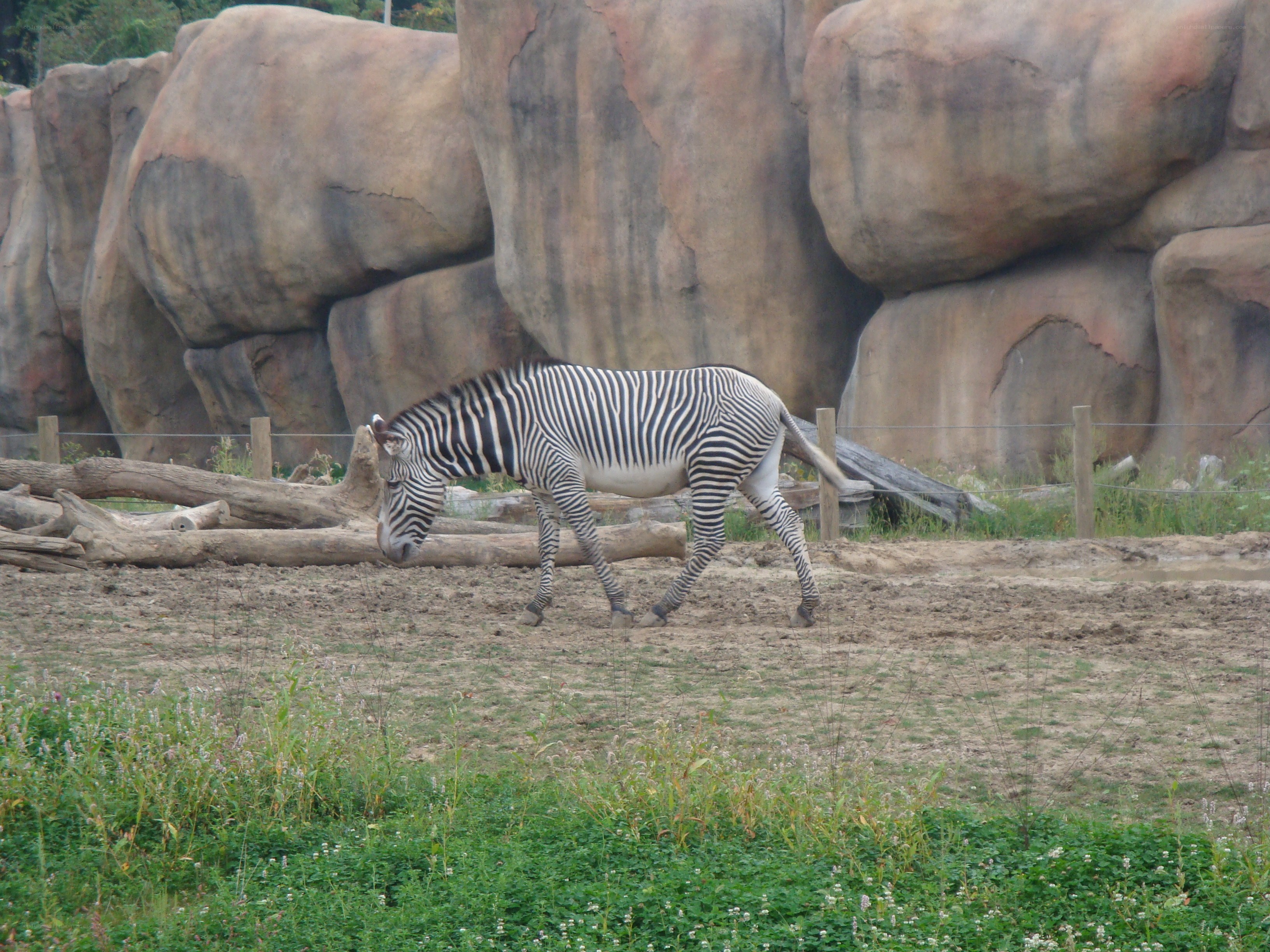 zebra in zoo enclosure