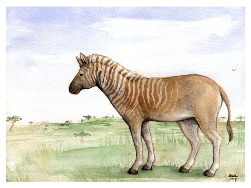 Zebra-like Animal