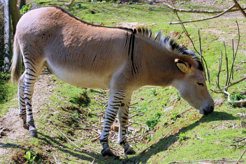 Zebra-like Equine Grazing
