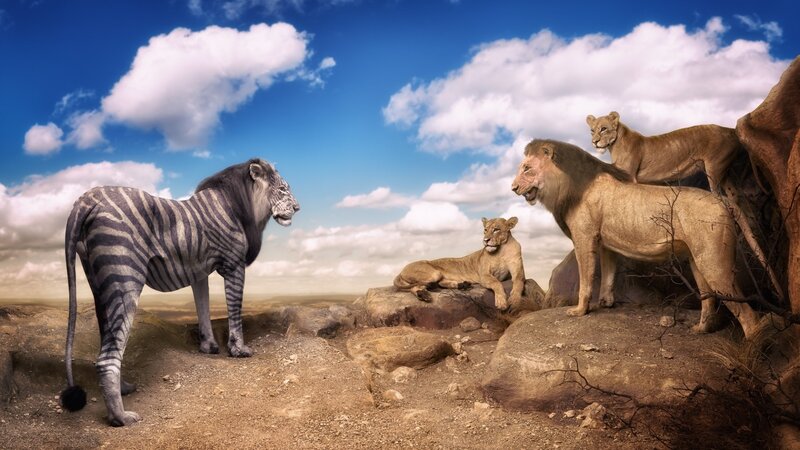 Zebra-lion Hybrid — Blue