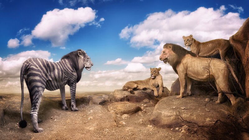 Zebra-lion Hybrid