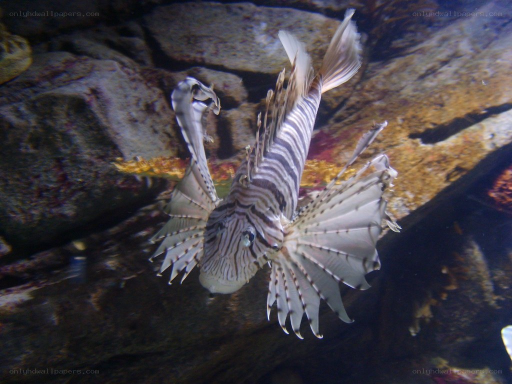 Zebra lionfish swimming underwater