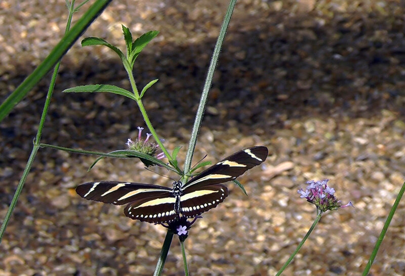 Zebra Longwing Butterfly — Black, Calm, Afternoon, Photograph, Flower