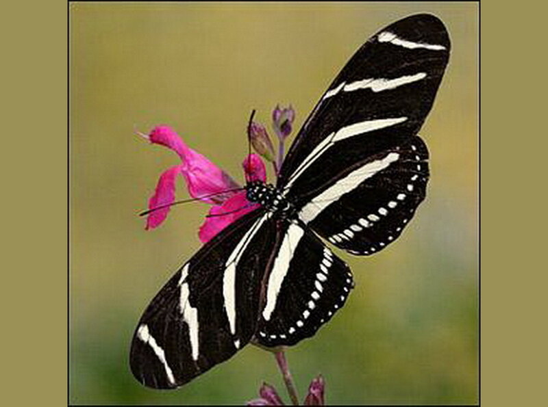 Zebra Longwing Butterfly — Black, Calm, Afternoon, Photograph