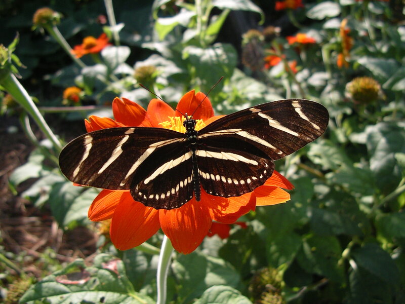 Zebra Longwing Butterfly — Black, Calm, Afternoon