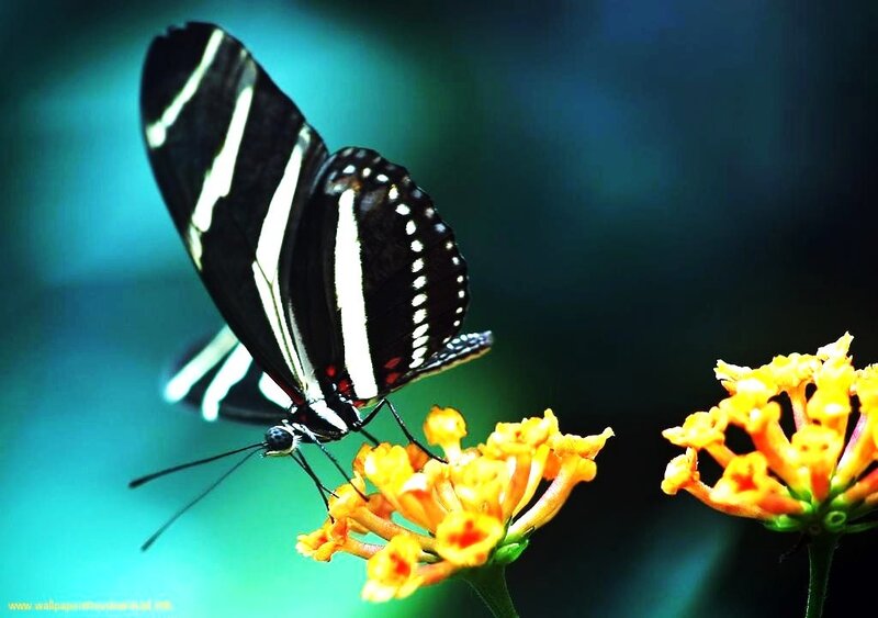 Zebra Longwing Butterfly — Black, Calm, Photograph, Flower, Green Background