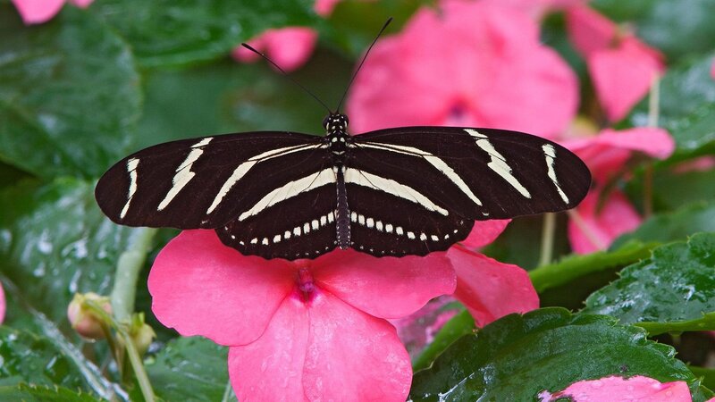 Zebra Longwing Butterfly — Black, Calm, Photograph, Flower, Leaf, Insect