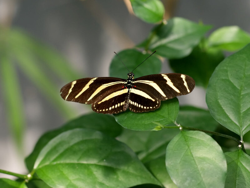 Zebra Longwing Butterfly — Black, Calm, Photograph, Green Leaf