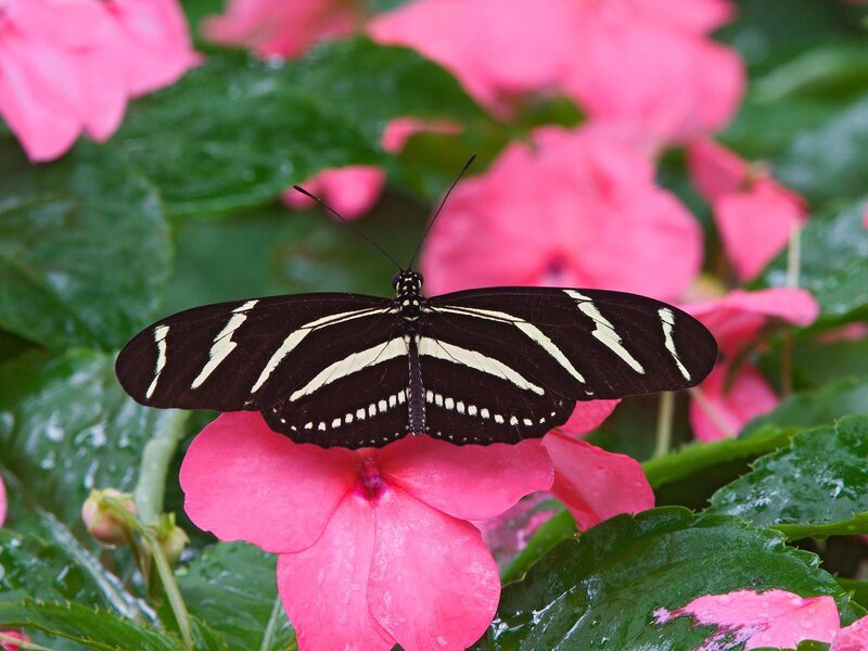 Zebra Longwing Butterfly — Black, Calm, Photograph, Pink Flower, Green Leaf