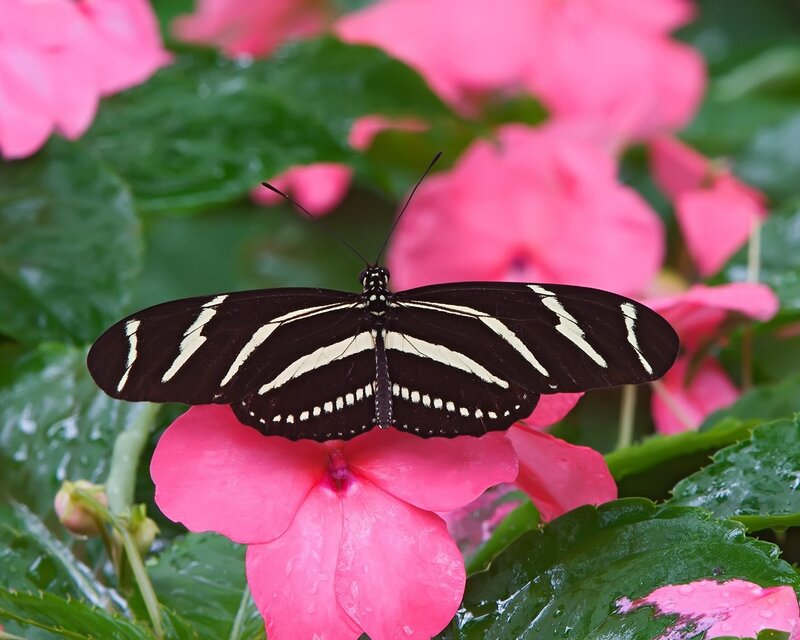 Zebra Longwing Butterfly — Black, Calm, Photograph, Pink Flower