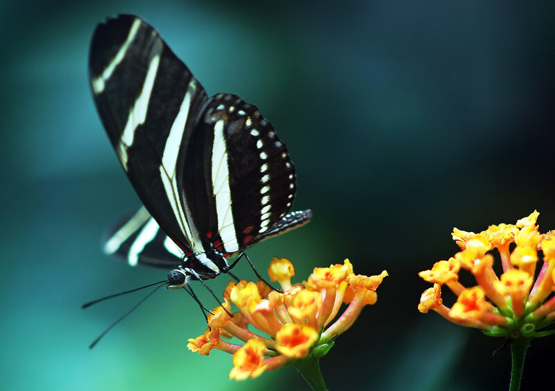 Zebra Longwing Butterfly — Black, Calm, Photograph
