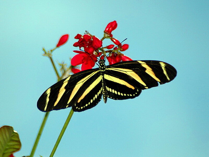 Zebra Longwing Butterfly — Black, Calm