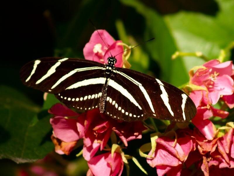 Zebra Longwing Butterfly — Black, Natural