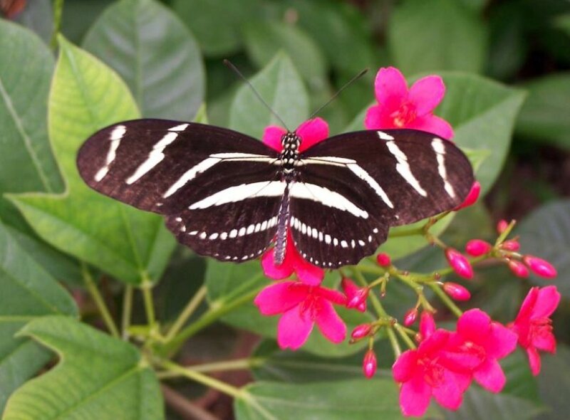Zebra Longwing Butterfly — Black