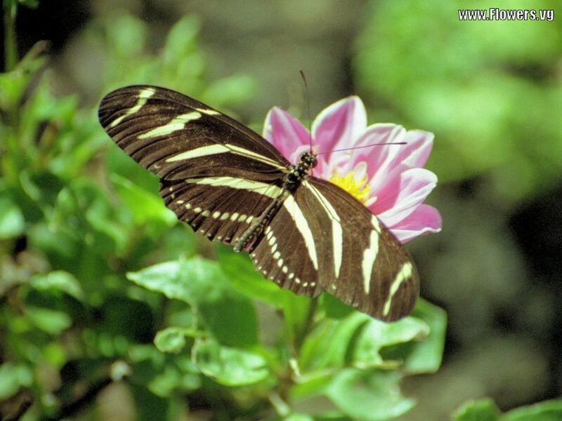 Zebra Longwing Butterfly — Brown