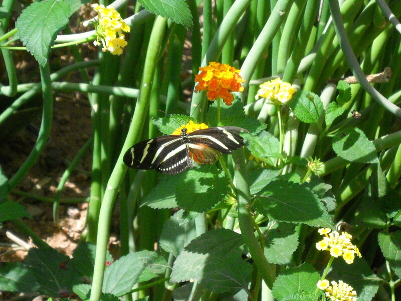 Zebra Longwing Butterfly — Green, Natural, Afternoon, Photograph, Flowers, Green Stems