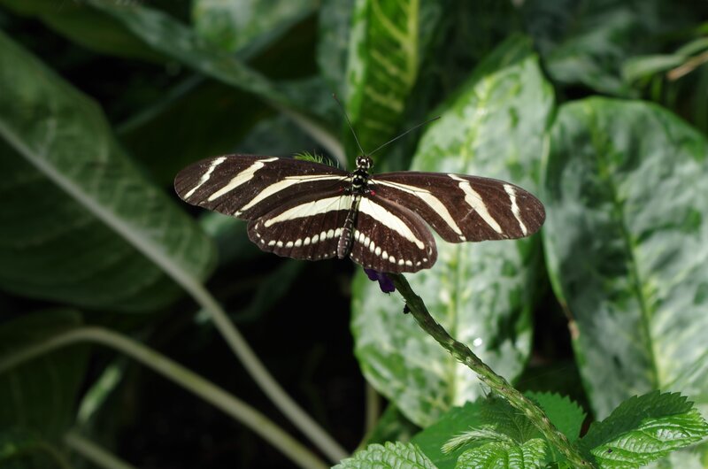 Zebra Longwing Butterfly — Green, Natural