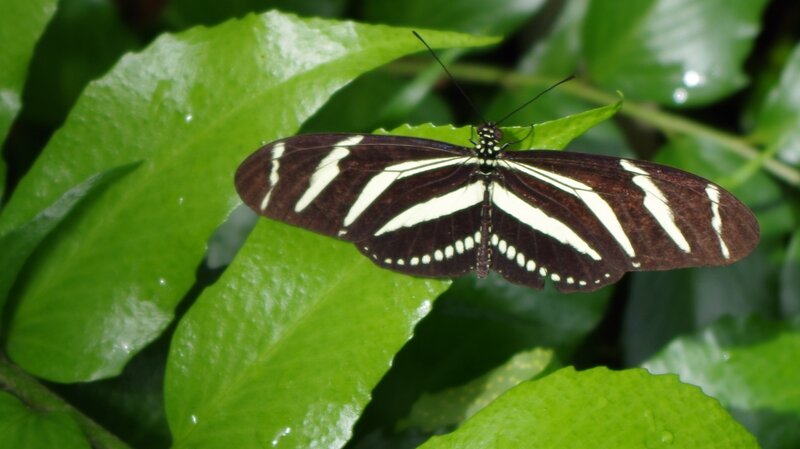Zebra Longwing Butterfly — Green