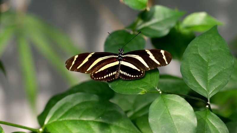 zebra longwing butterfly on leaf
