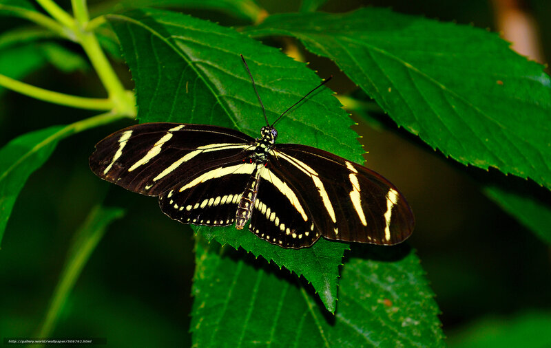 zebra longwing butterfly on leaf