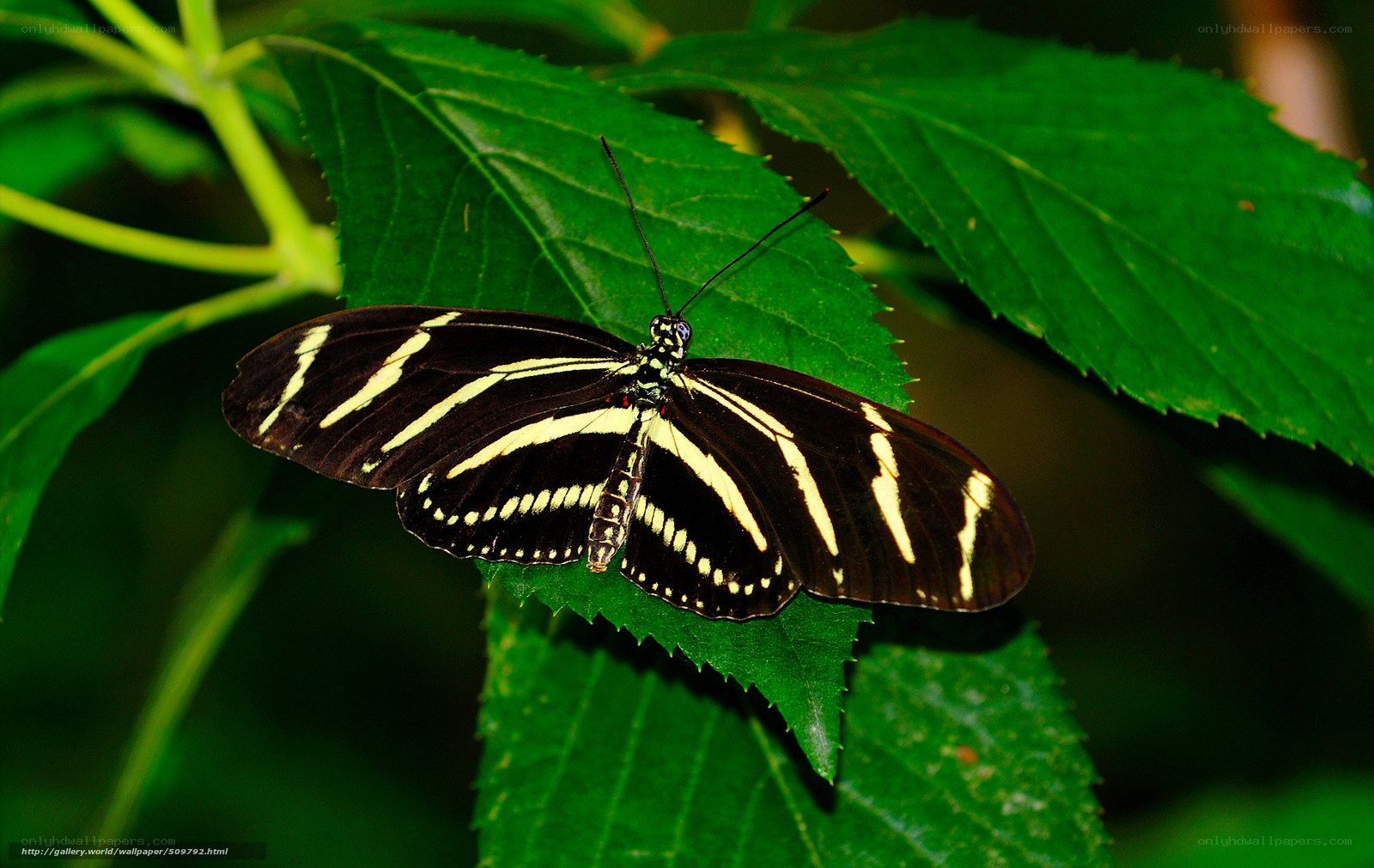 zebra longwing butterfly on leaf