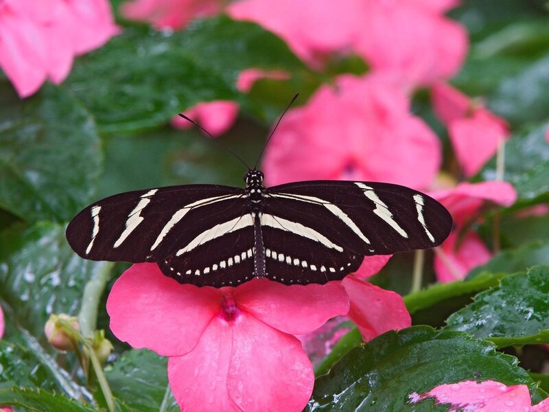 Zebra Longwing Butterfly — Pink, Calm