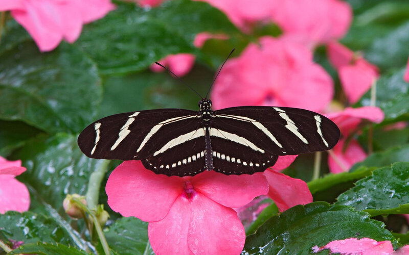 Zebra Longwing Butterfly — Pink