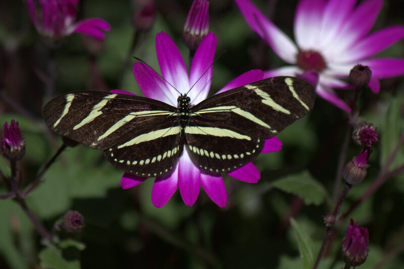 Zebra Longwing Butterfly — Purple
