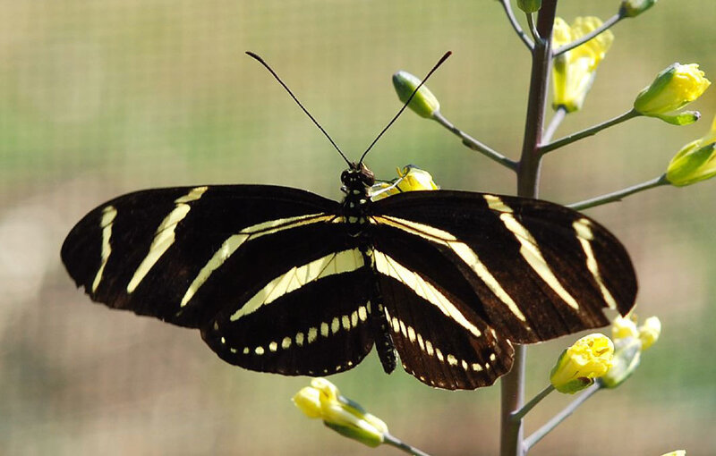 Zebra Longwing Butterfly