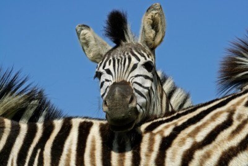 Zebra Looking at Camera