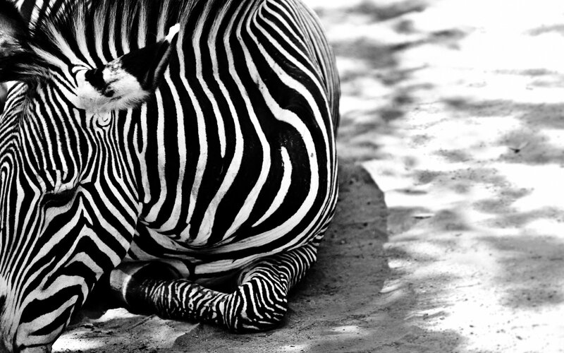Zebra Lying Down — Black, Calm