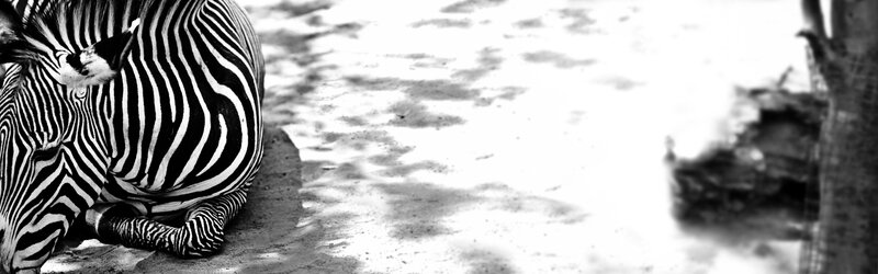 Zebra Lying Down — Black