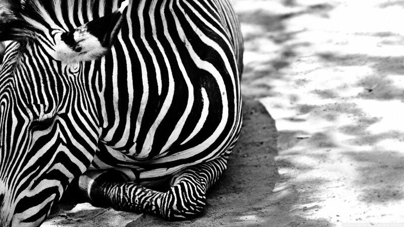 Zebra Lying Down