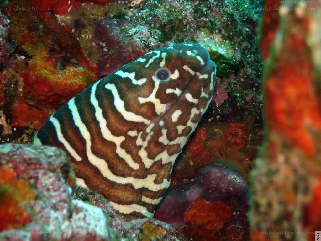 Zebra moray eel in coral reef