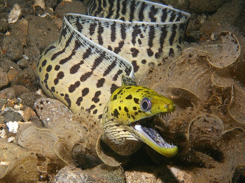 Zebra moray eel in coral