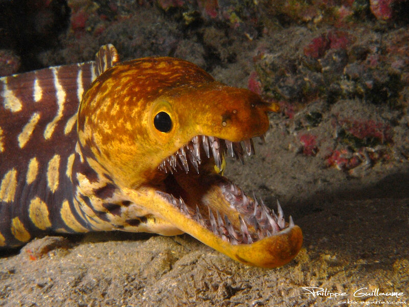 Zebra moray eel with open mouth