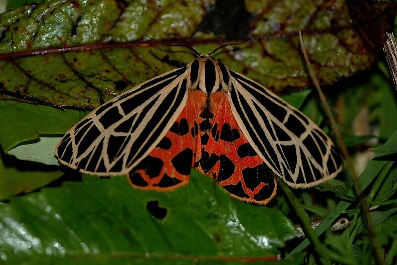 Zebra Moth on Leaf