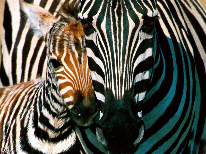 Zebra mother and foal