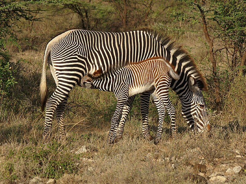 Zebra mother and foal grazing