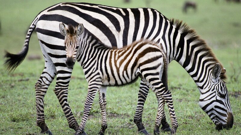 Zebra mother and foal grazing