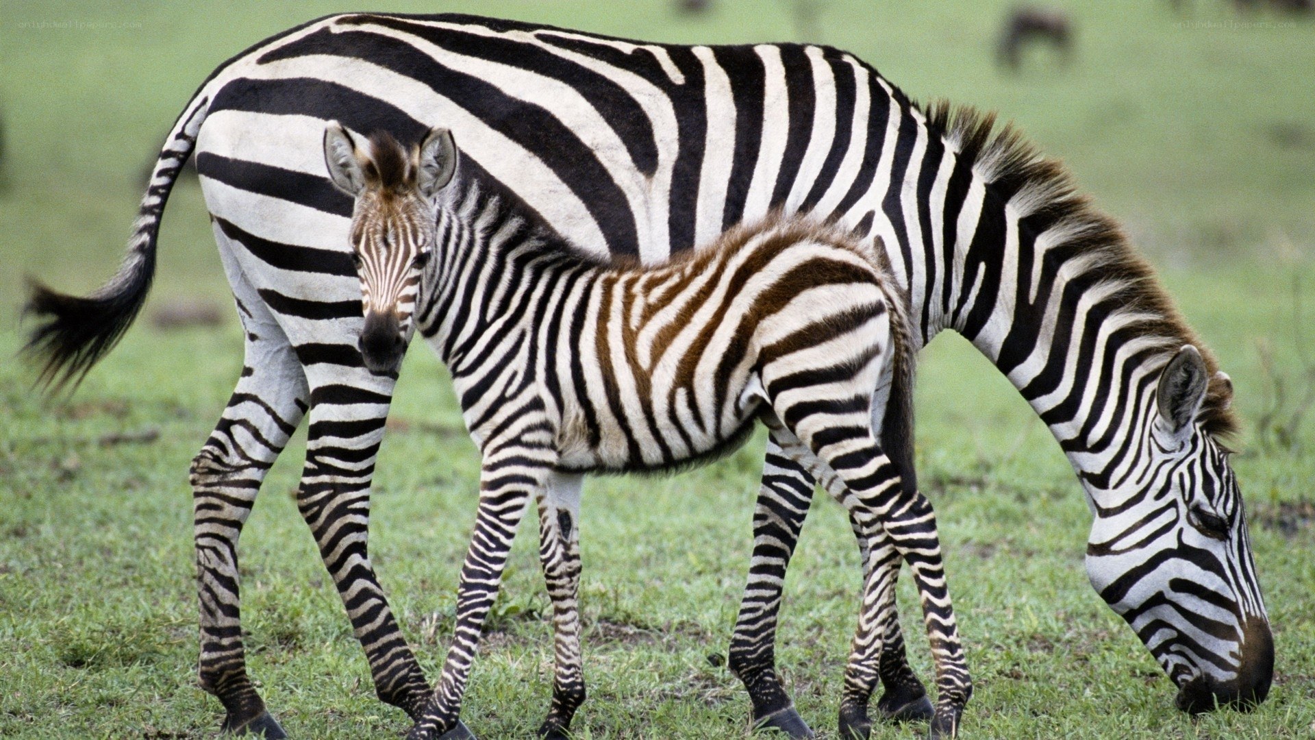Zebra mother and foal grazing