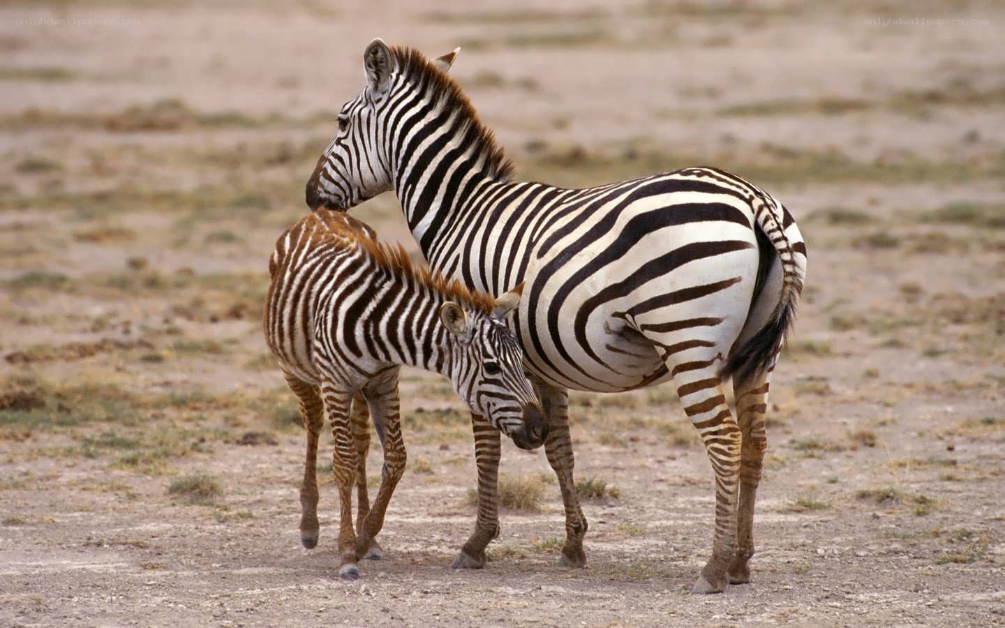 Zebra mother and foal