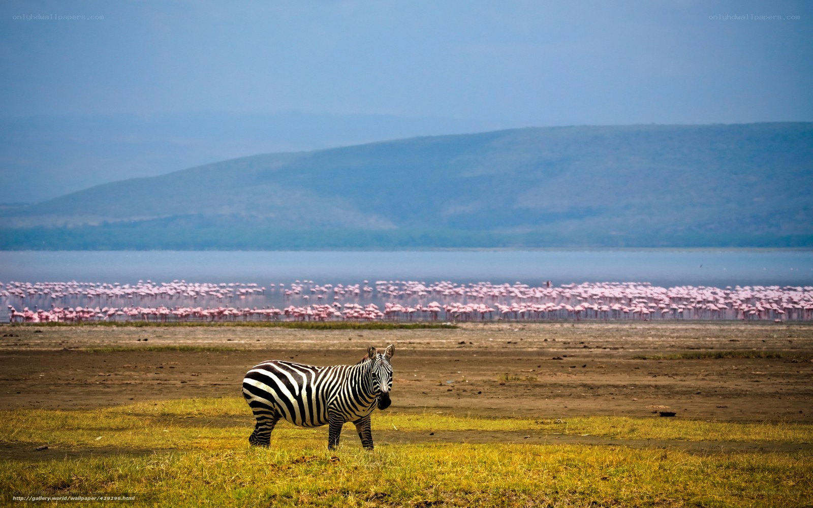 Zebra near flamingo flock