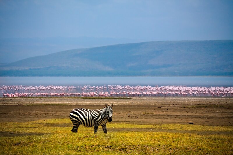 Zebra near flamingo flock