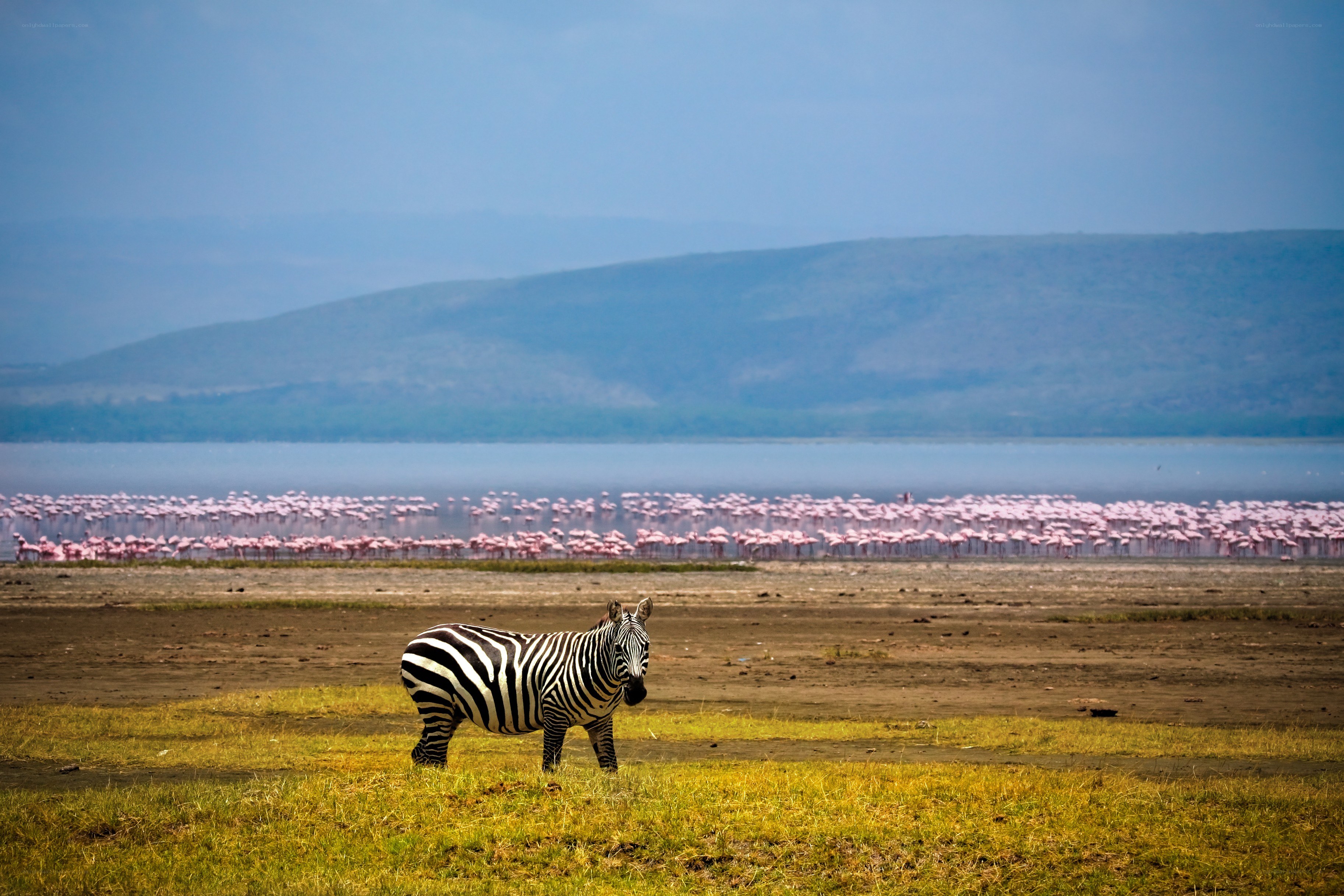 Zebra near flamingo flock