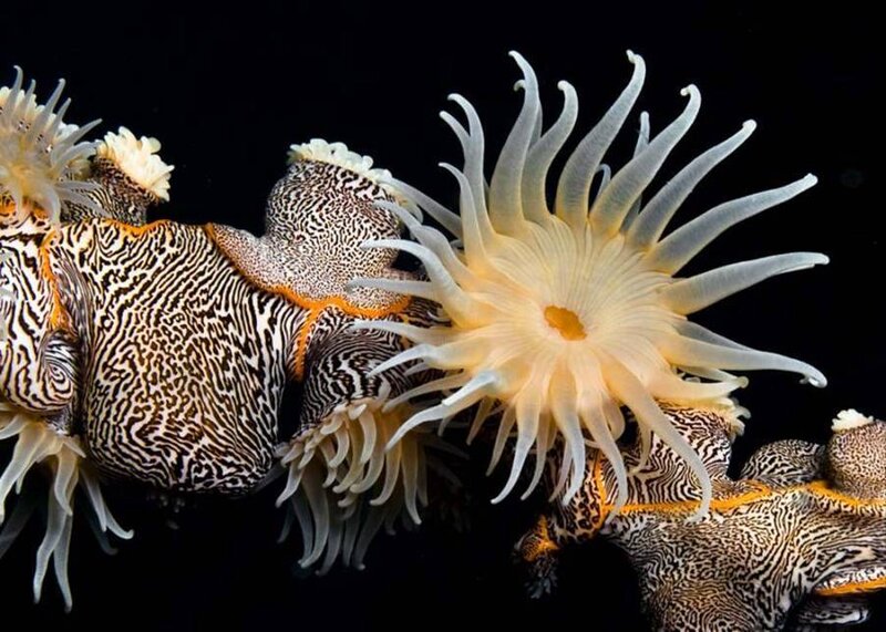 Zebra nudibranch with sea anemone