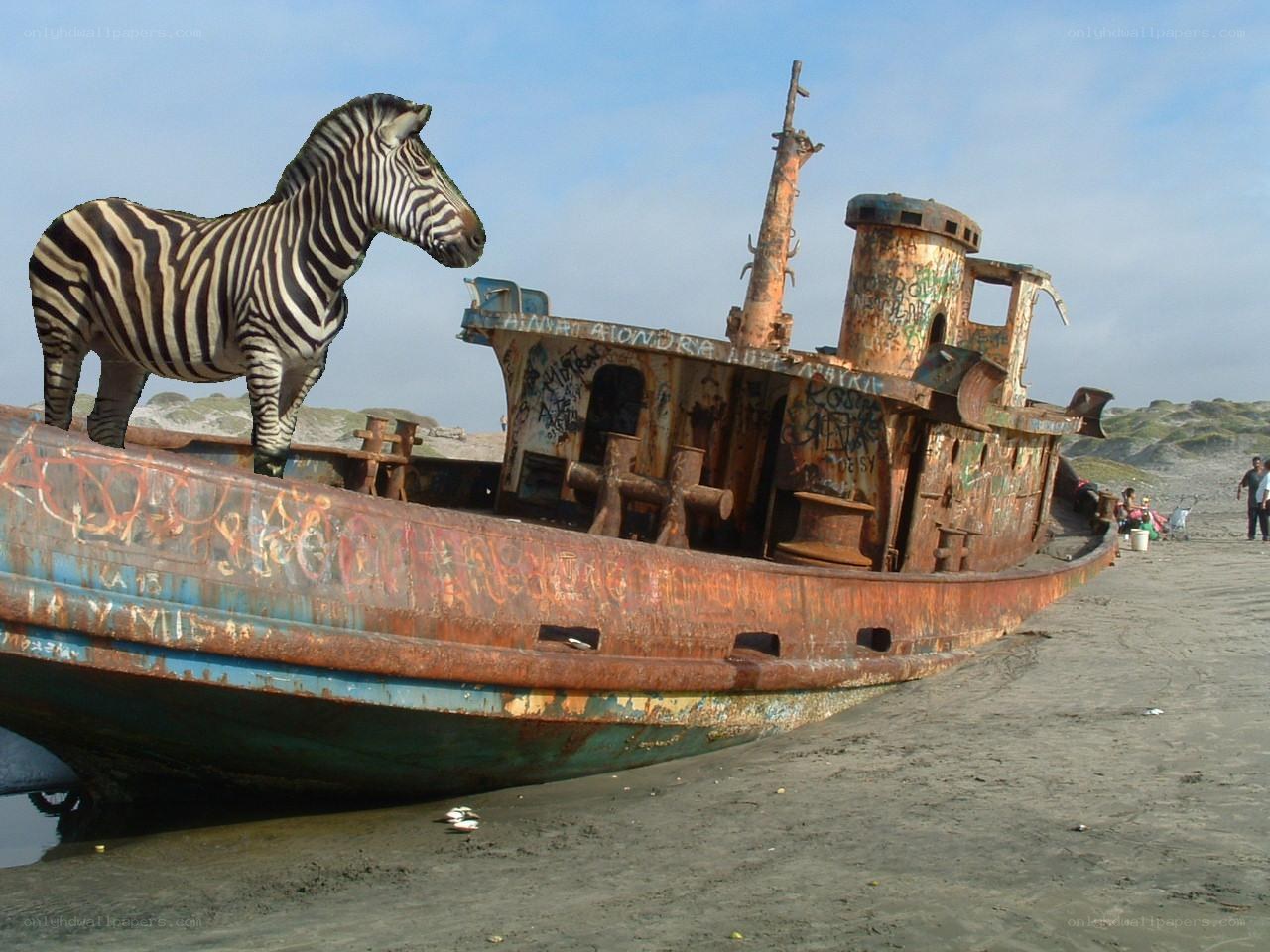 zebra on a shipwreck