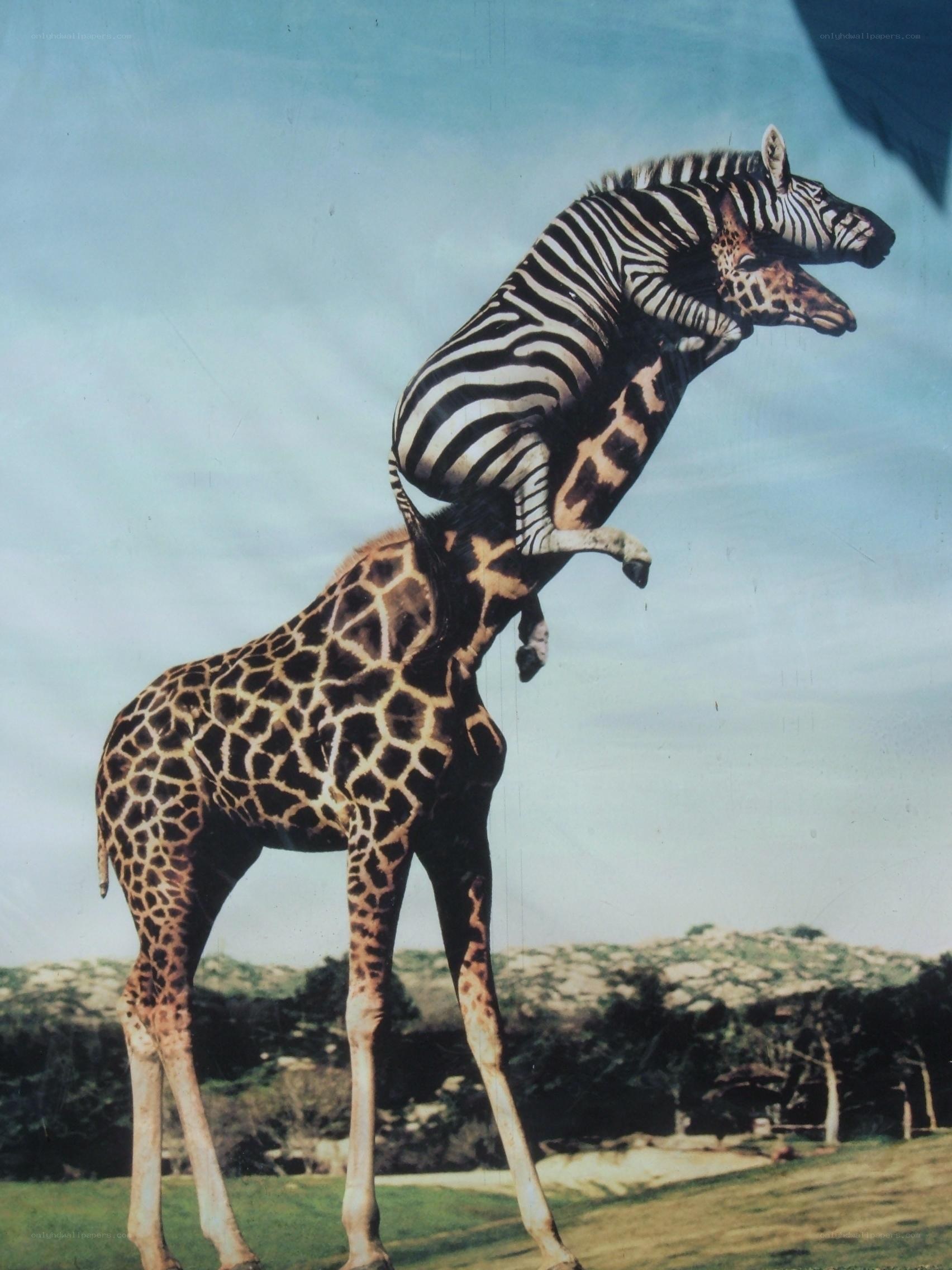zebra on giraffe