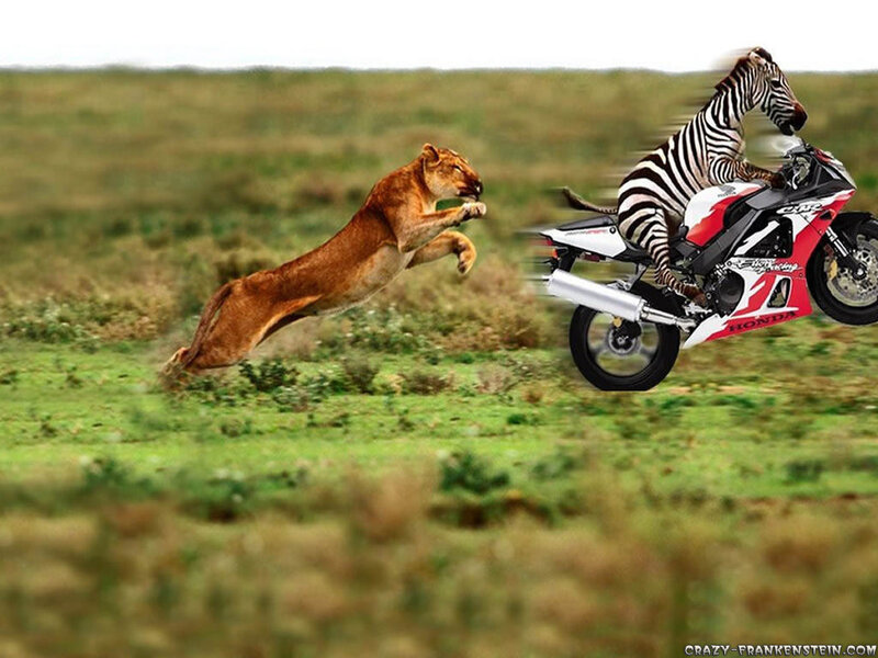 zebra on motorcycle chased by lion